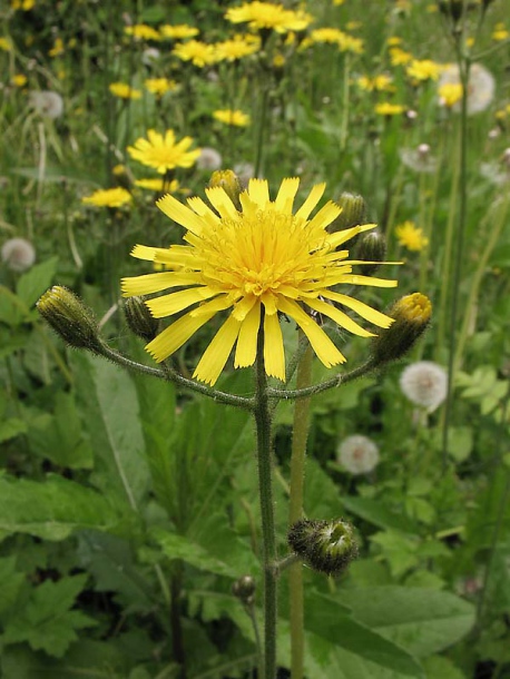 Image of Hieracium sylvularum specimen.