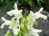 Salvia korolkowii