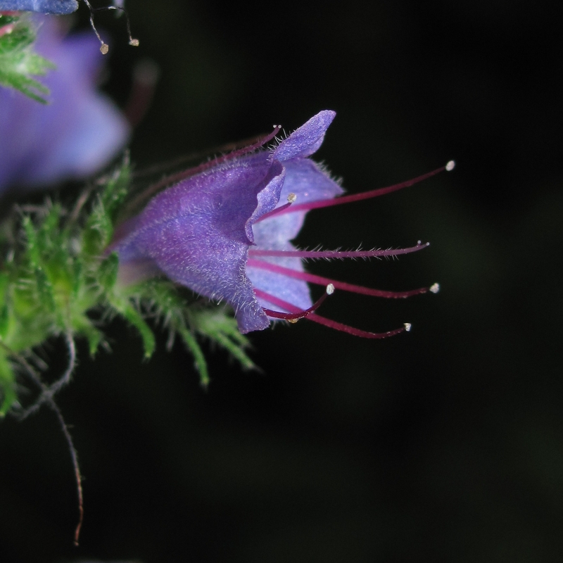 Изображение особи Echium vulgare.