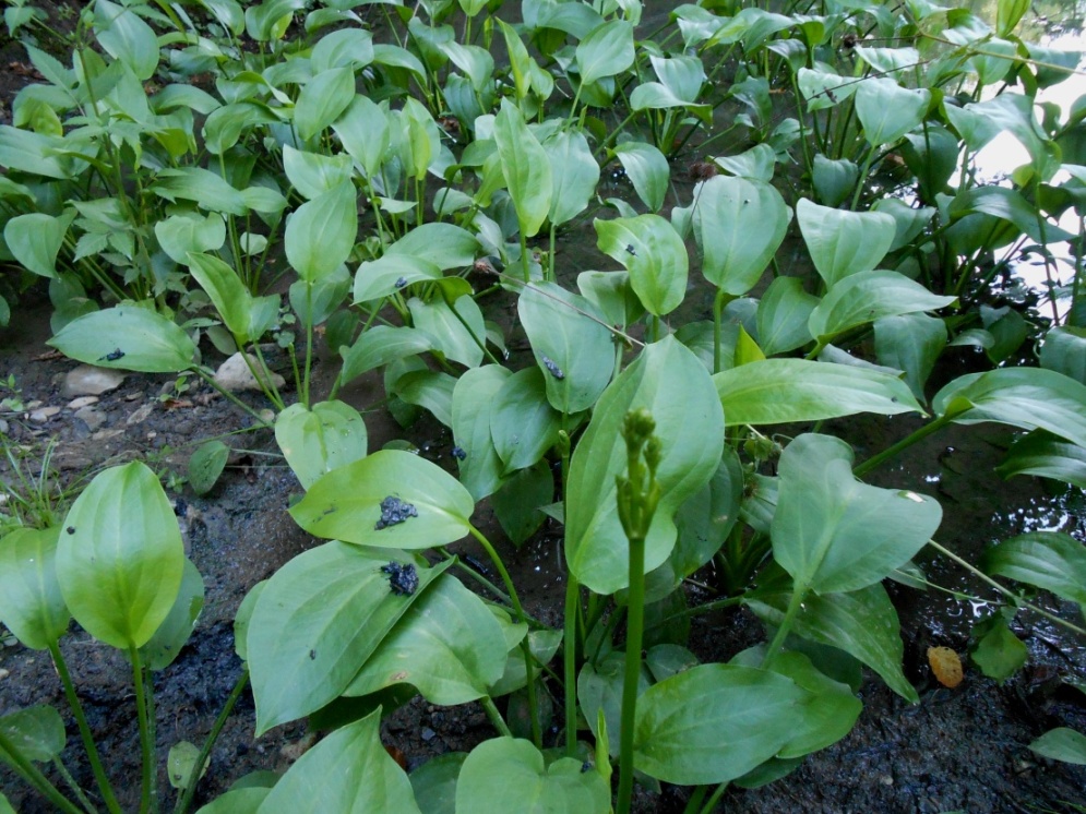 Image of Alisma plantago-aquatica specimen.