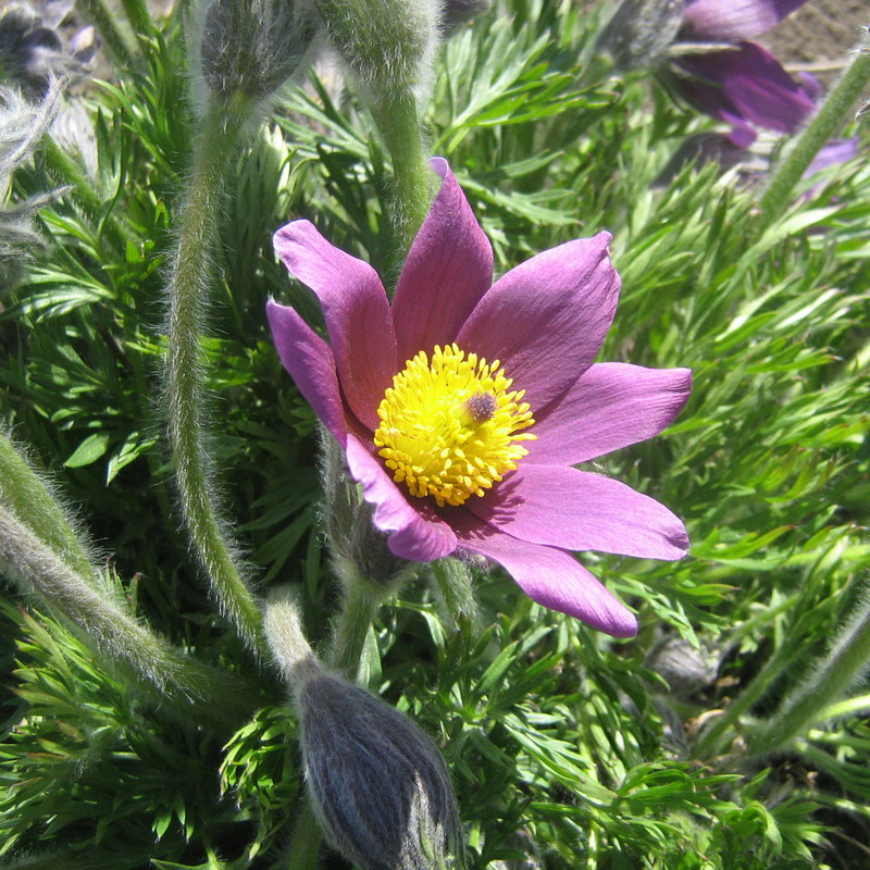 Image of Pulsatilla vulgaris specimen.