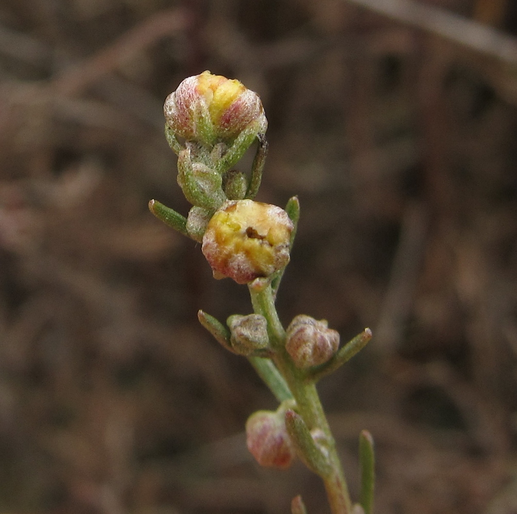 Image of genus Artemisia specimen.