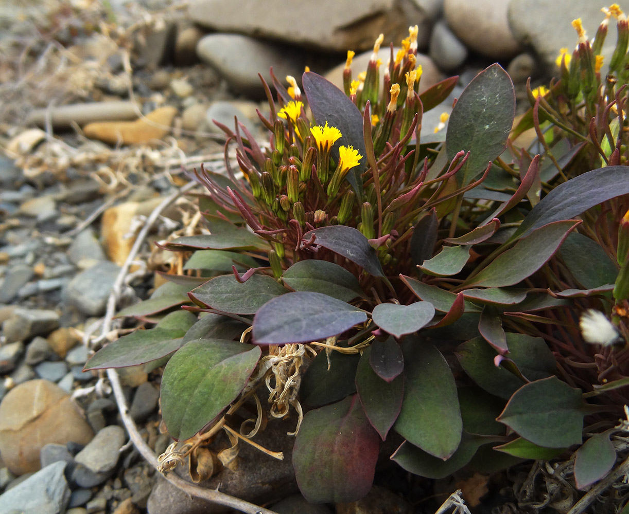 Image of Crepis jacutica specimen.