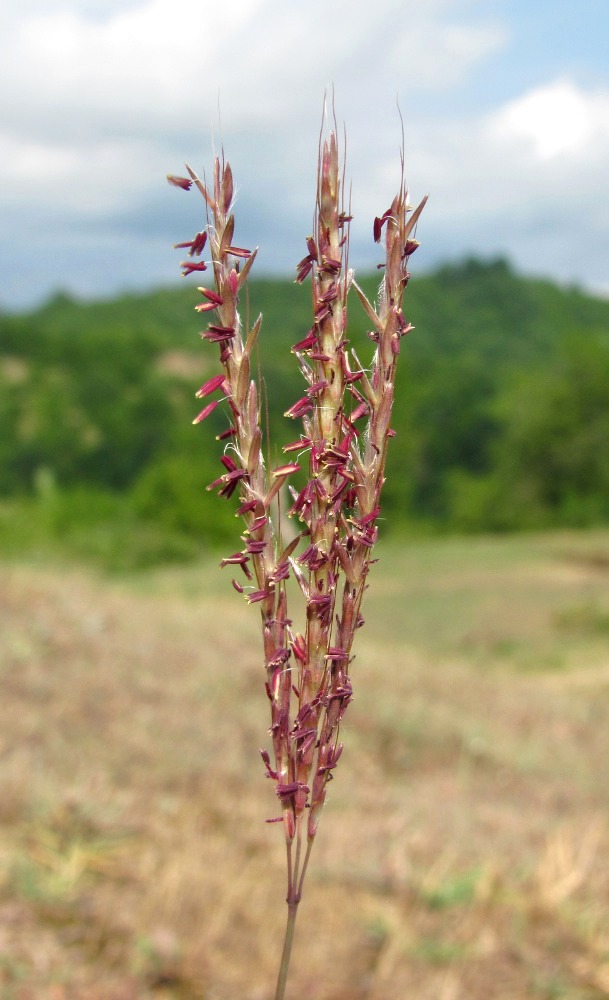 Изображение особи Bothriochloa ischaemum.