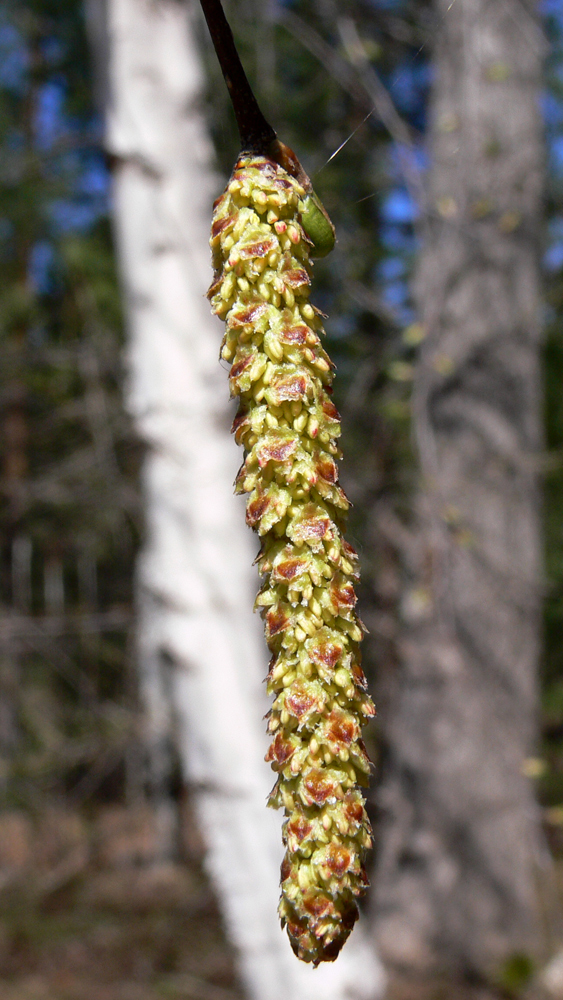 Изображение особи Betula pendula.