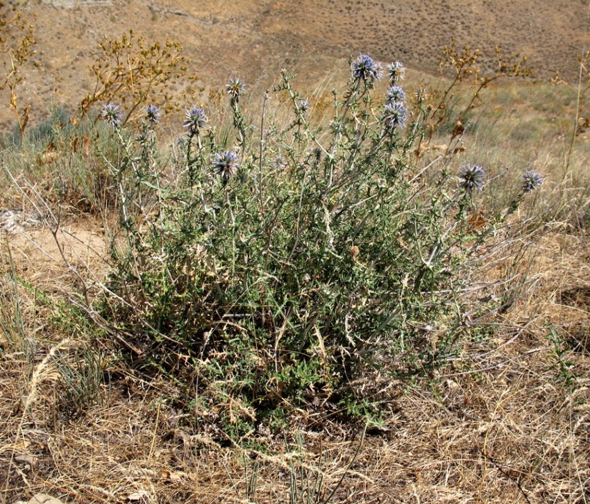 Изображение особи Echinops ritrodes.