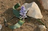 Bellevalia desertorum. Цветущее растение. Israel, Beer Sheba. 25.01.2012.