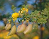 Colutea arborescens. Верхушка ветви с цветками и плодами. Черногория, окр. г. Котор. 09.07.2011.