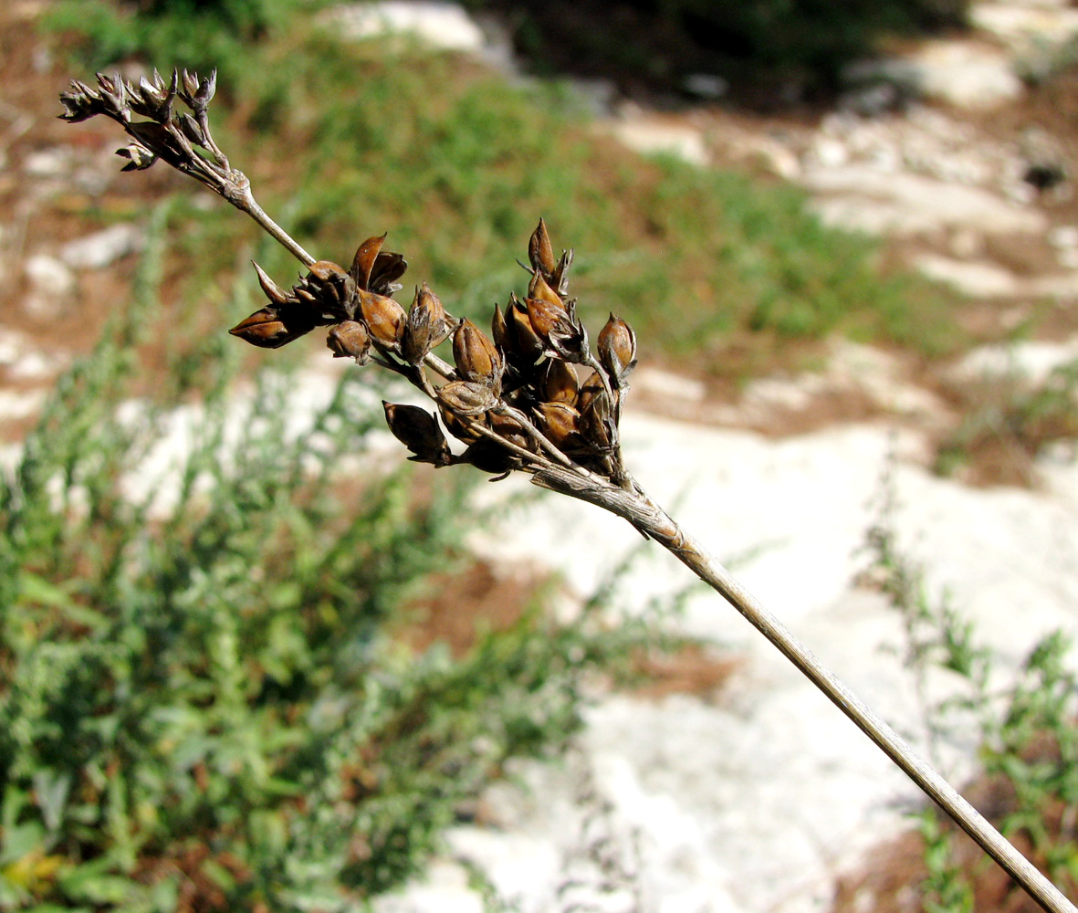 Image of Juncus acutus specimen.