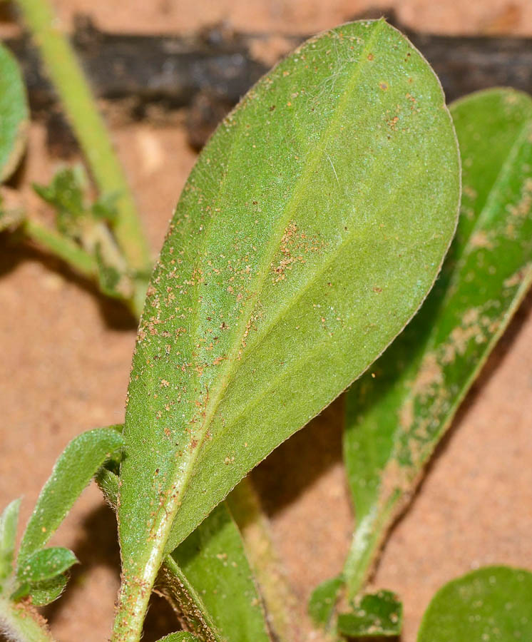 Image of Hymenocarpos circinnatus specimen.