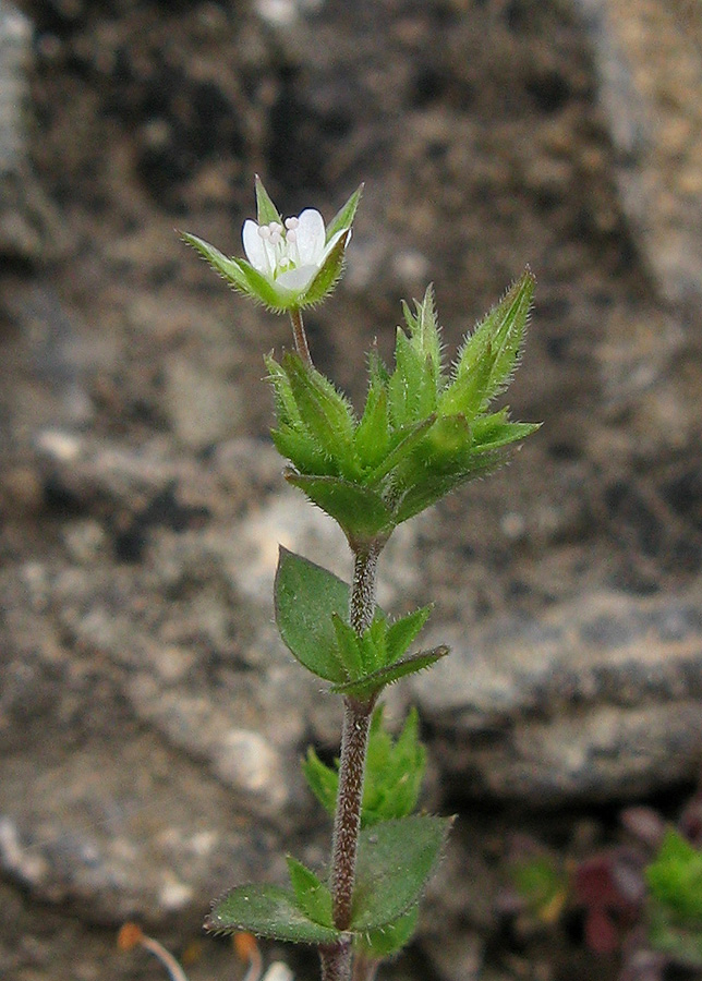 Изображение особи Arenaria serpyllifolia.