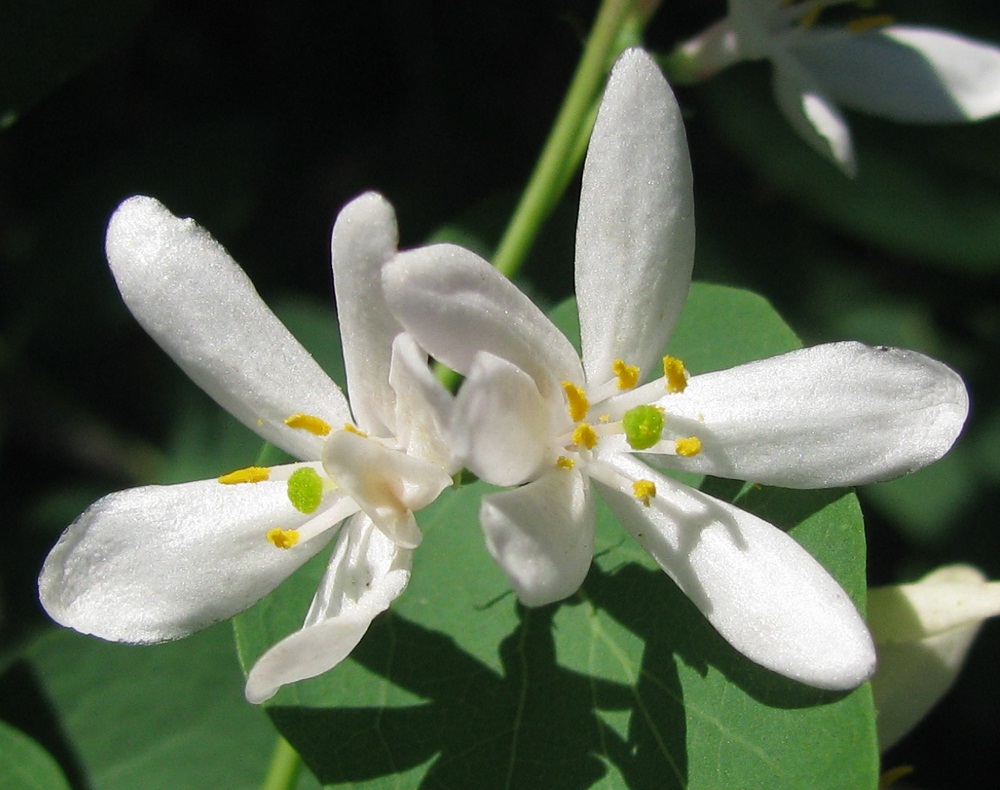 Image of Lonicera tatarica specimen.