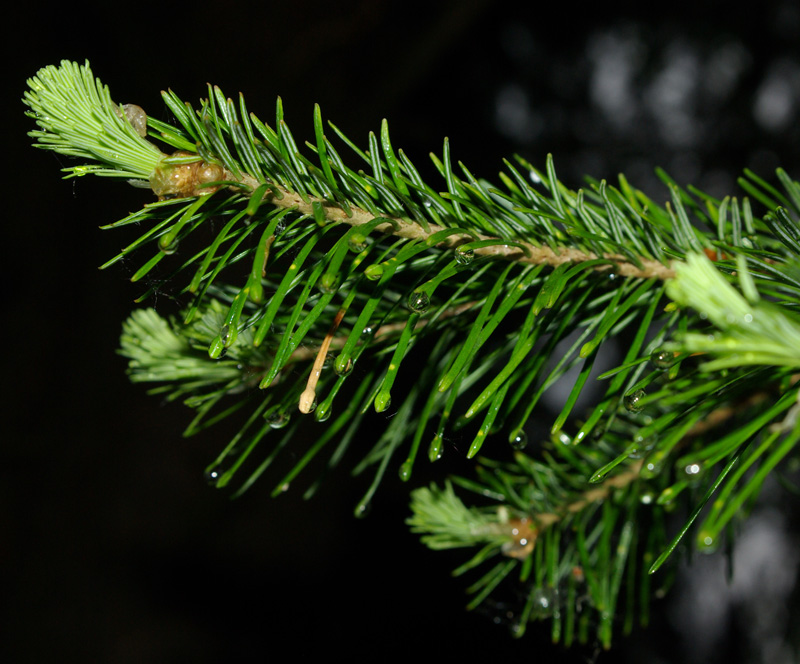 Image of Abies sibirica specimen.