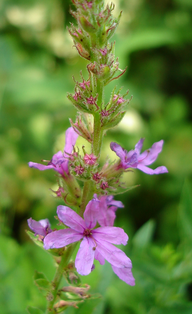 Image of Lythrum salicaria specimen.