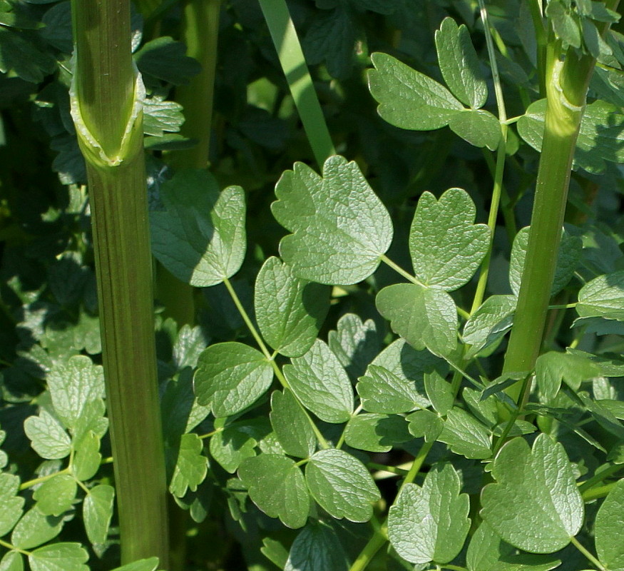 Image of genus Thalictrum specimen.