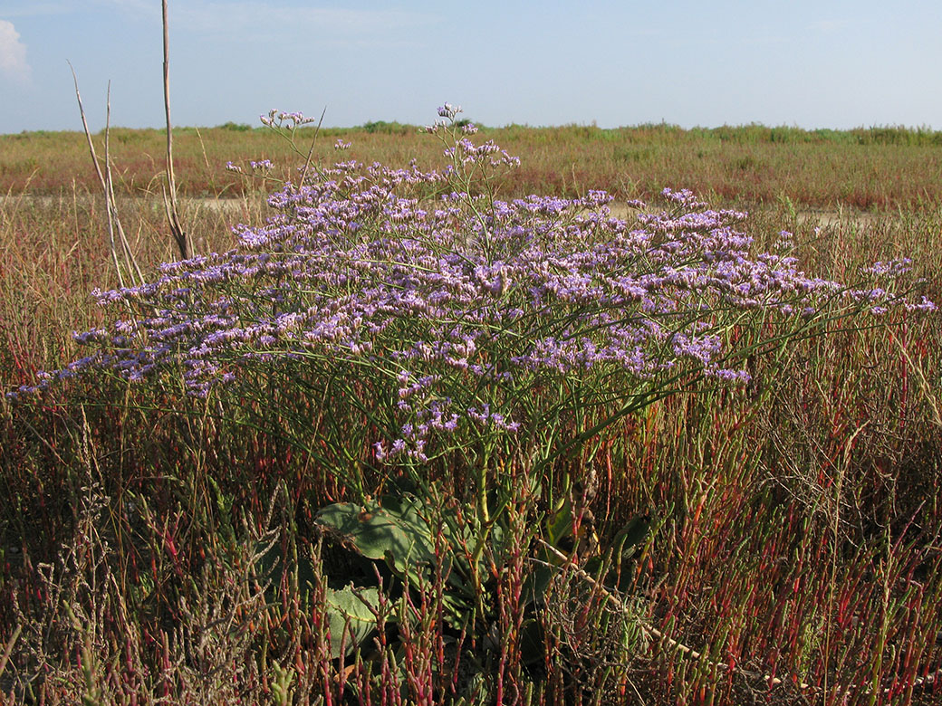 Image of Limonium scoparium specimen.