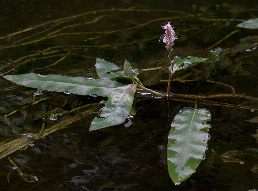 Изображение особи Persicaria amphibia.