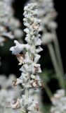 Salvia farinacea. Верхняя часть соцветия ('Silber'). Германия, г. Krefeld, Ботанический сад. 06.08.2013.