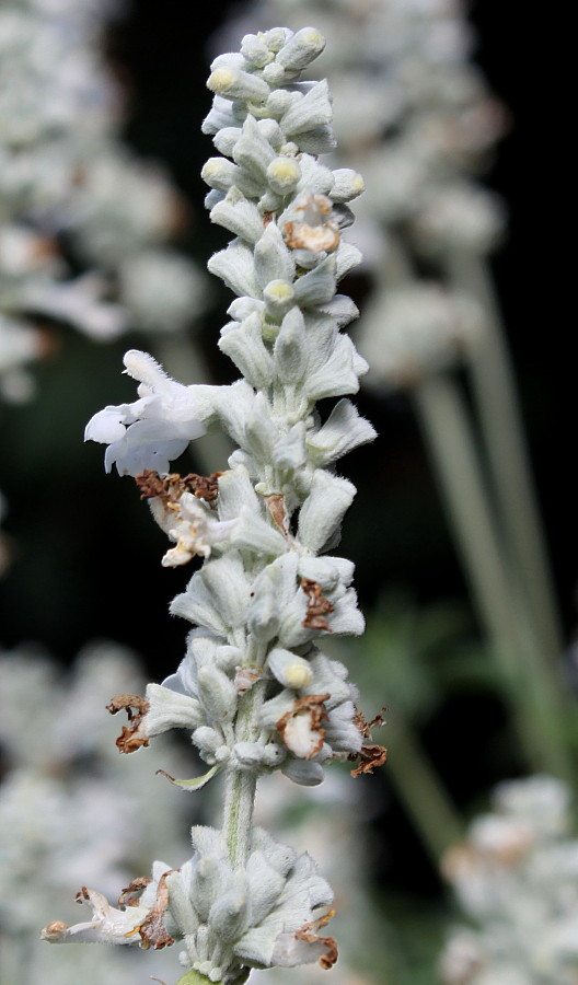 Изображение особи Salvia farinacea.