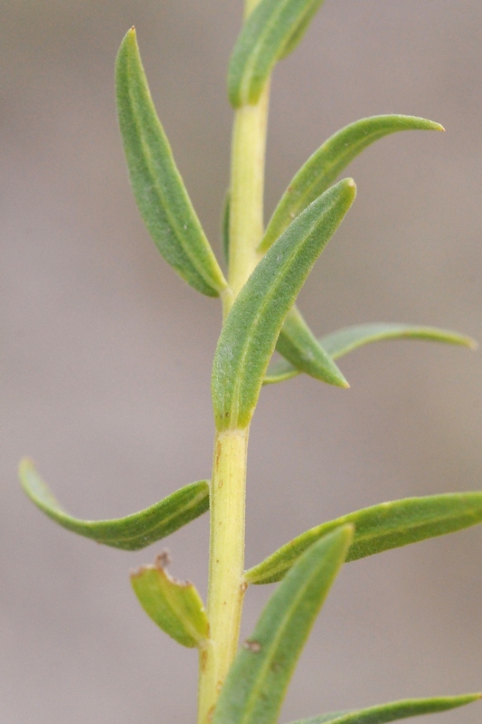 Изображение особи Galatella saxatilis.