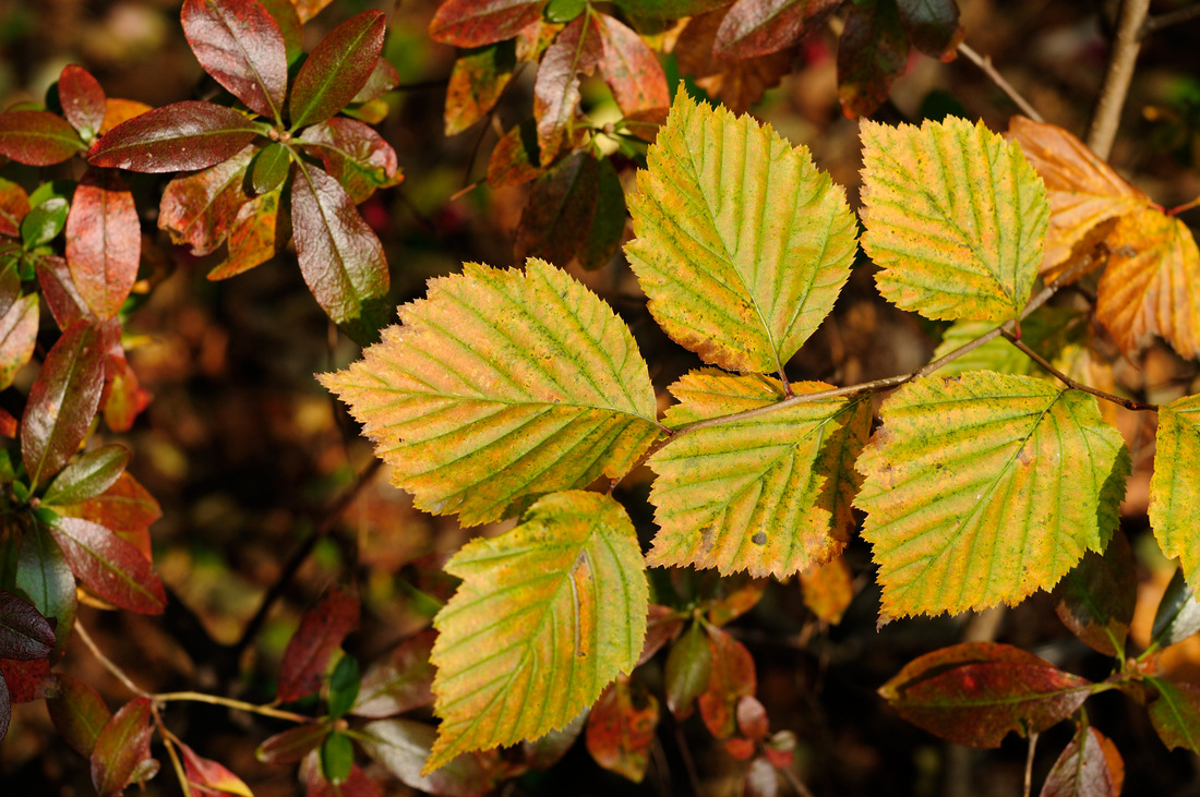 Image of Sorbus alnifolia specimen.