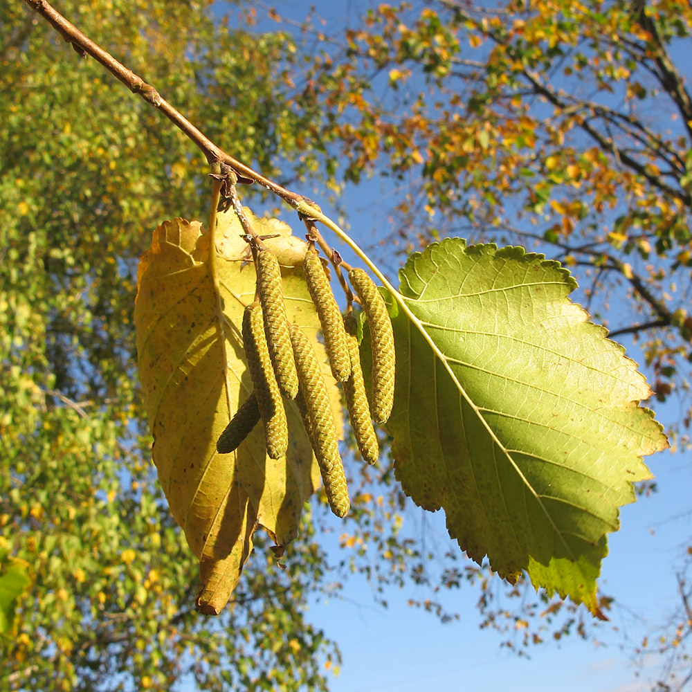 Изображение особи Corylus colurna.