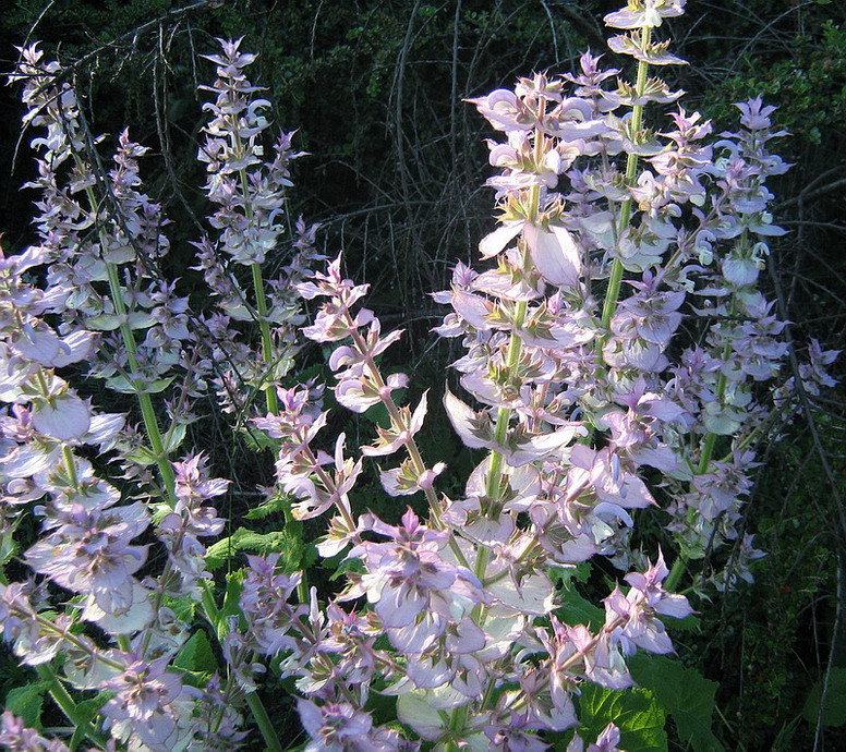 Image of Salvia sclarea specimen.