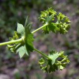 Alchemilla pycnoloba. Соцветие. Свердловская обл., окр. г. Североуральск, поляна, заросшая травой, в р-не скал Грюнвальдта. 30.06.2013.