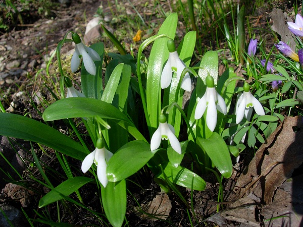 Image of Galanthus woronowii specimen.