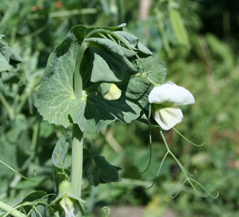 Изображение особи Pisum sativum.