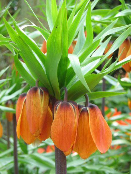 Изображение особи Fritillaria imperialis.