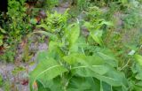 Inula helenium