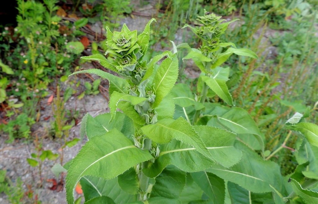 Image of Inula helenium specimen.