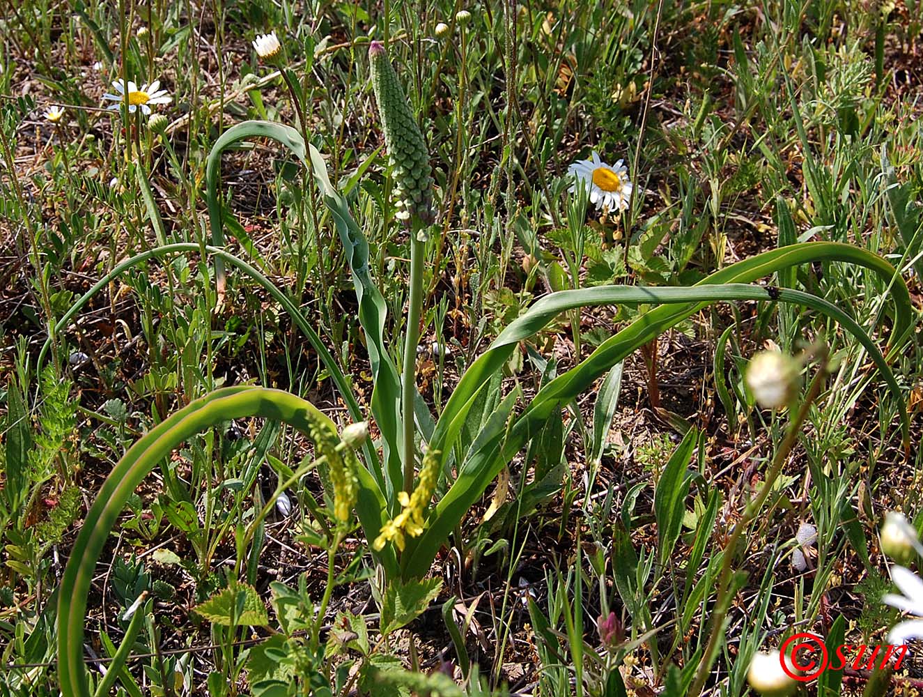 Image of genus Leopoldia specimen.