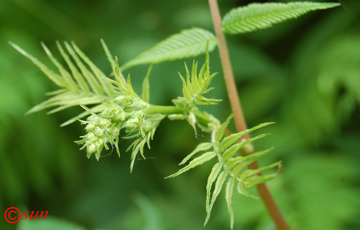 Изображение особи Sorbaria sorbifolia.