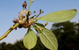 Sassafras albidum