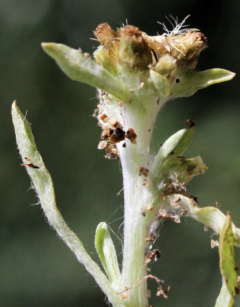 Image of Gnaphalium pilulare specimen.