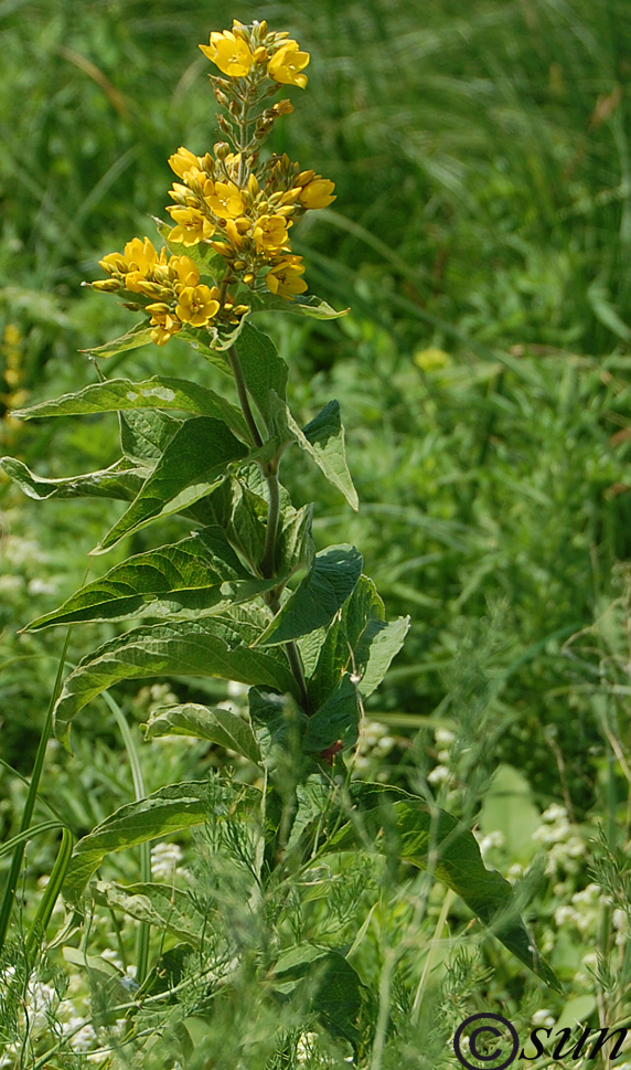 Изображение особи Lysimachia vulgaris.