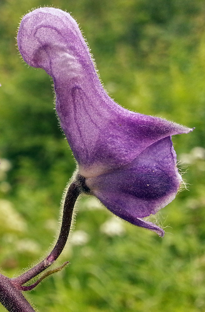 Изображение особи Aconitum septentrionale.