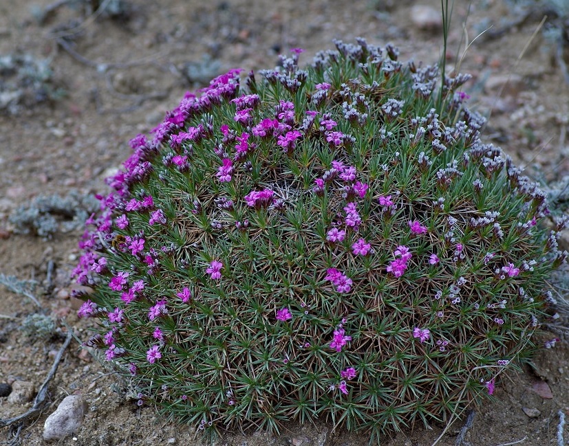 Image of Acantholimon alatavicum specimen.