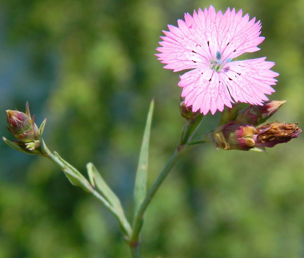 Image of Dianthus fischeri specimen.