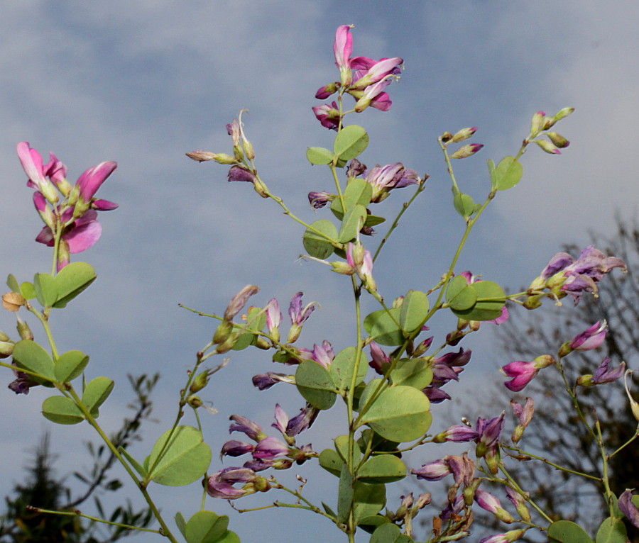 Image of Lespedeza bicolor specimen.