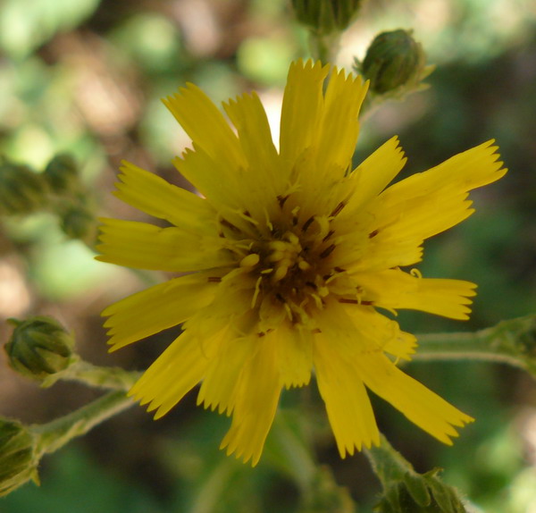 Image of Hieracium virgultorum specimen.