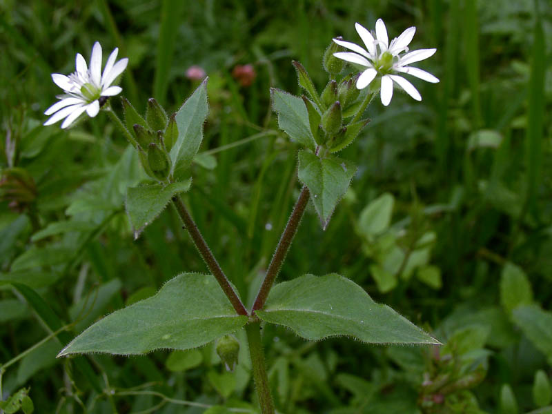 Image of Myosoton aquaticum specimen.