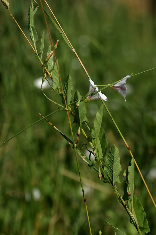 Image of Convolvulus arvensis specimen.