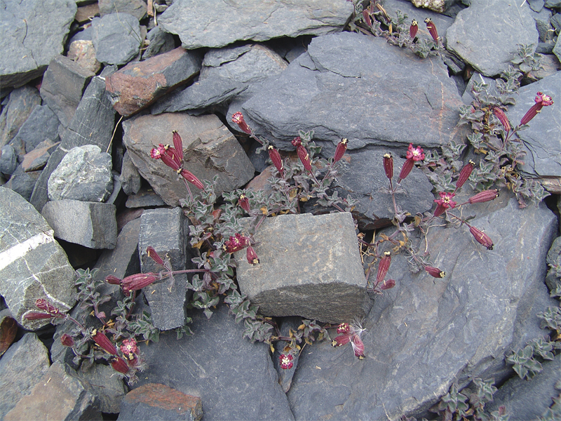 Изображение особи Silene humilis.