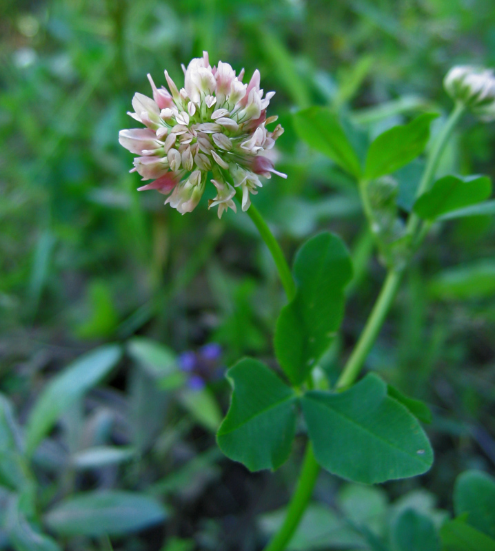 Image of Trifolium hybridum specimen.