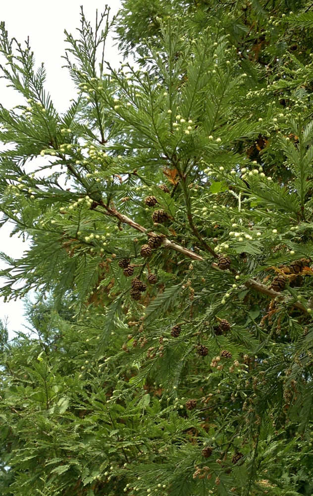 Image of Sequoia sempervirens specimen.