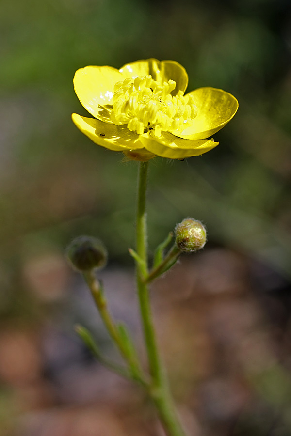 Изображение особи Ranunculus regelianus.