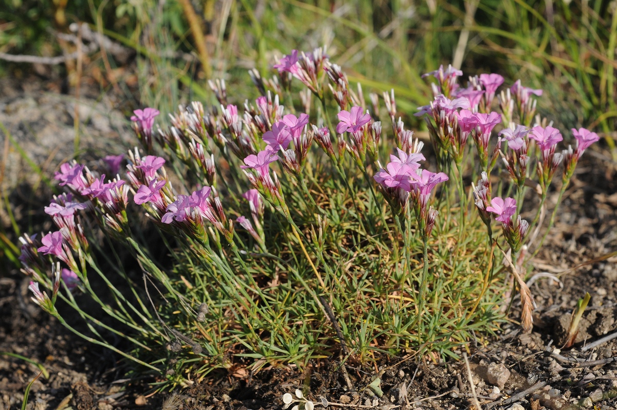 Image of Acantholimon alatavicum specimen.